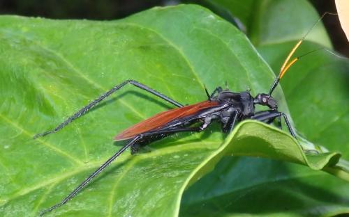 Réf. 317 919 : Zelurus spinidorsis